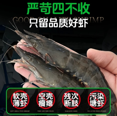 福建黑虎虾鲜活速冻超大斑节对虾海虾九竹节虾深海捕捞老虎虾