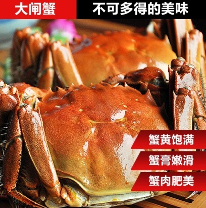 活蟹苏州阳澄蟹礼大闸蟹鲜活特大螃蟹公蟹5.0全母蟹4.0现货礼盒装